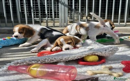 Beagle dogs for sale: Stunning KC Reg Beagle Pups - Ready Now - Image 8