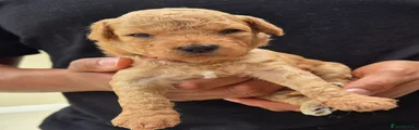 Mixed Breed 8