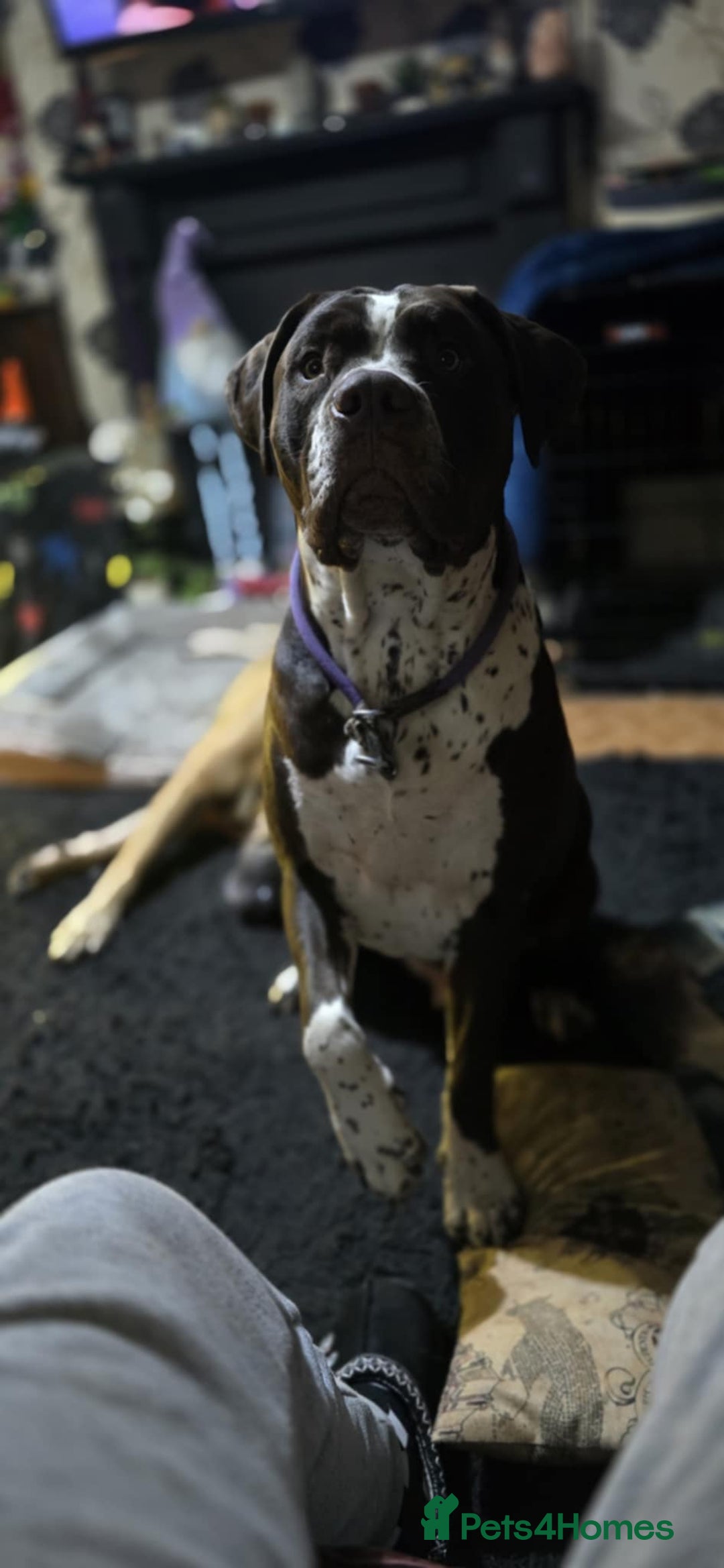 Mixed Breed dogs for sale: Moose and Zero Brothers  - Advert 3