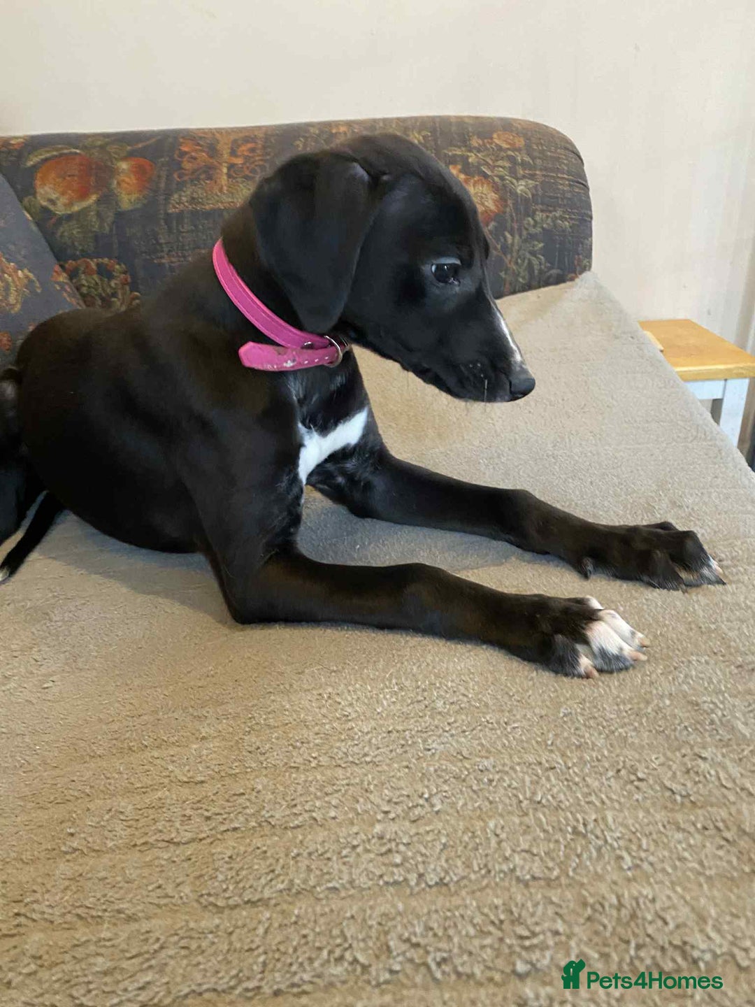 Mixed Breed dogs for sale: Beautiful Saluki x Whippet puppies - Advert 5