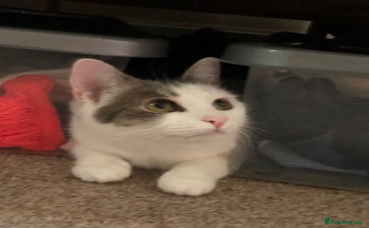 Domestic Shorthair cats for sale - Advert 1