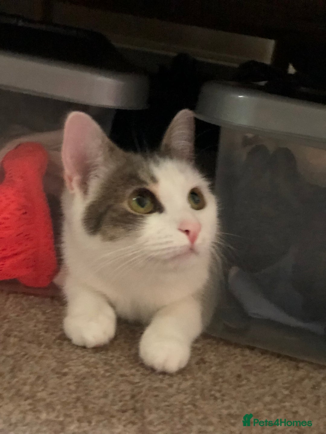 Domestic Shorthair cats for sale: Beautiful and loving female cat - Image 1