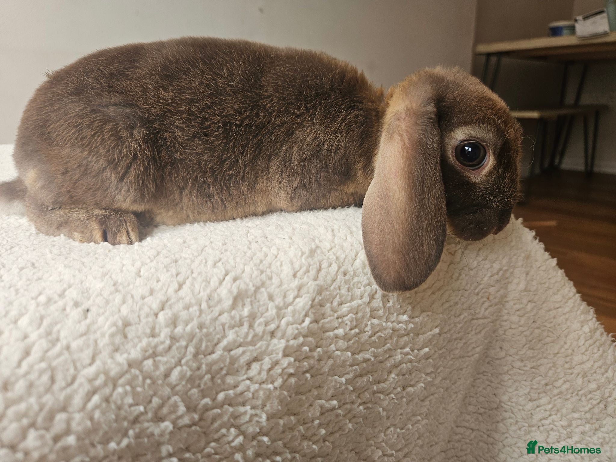 Rex rabbits Mini rex x Chocolate Otter - Advert 2