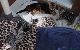 Bengal cats for sale: 2 CUTE SILVER FEMALE BENGAL KITTENS (TICA REG) - Image 16