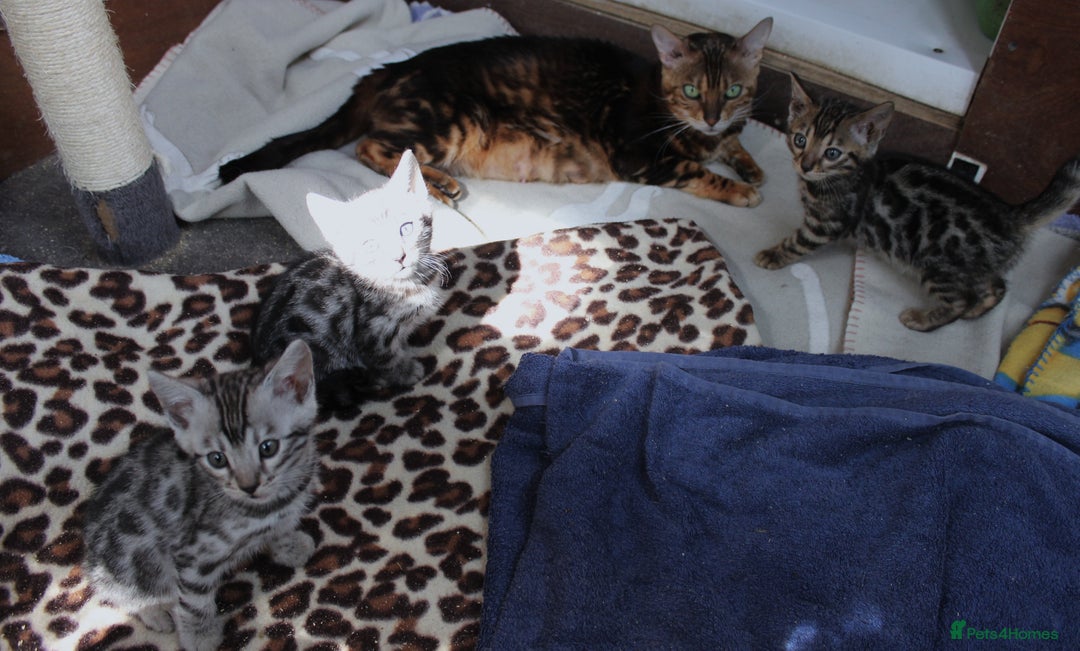 Bengal cats for sale: 2 CUTE SILVER FEMALE BENGAL KITTENS (TICA REG) - Image 16