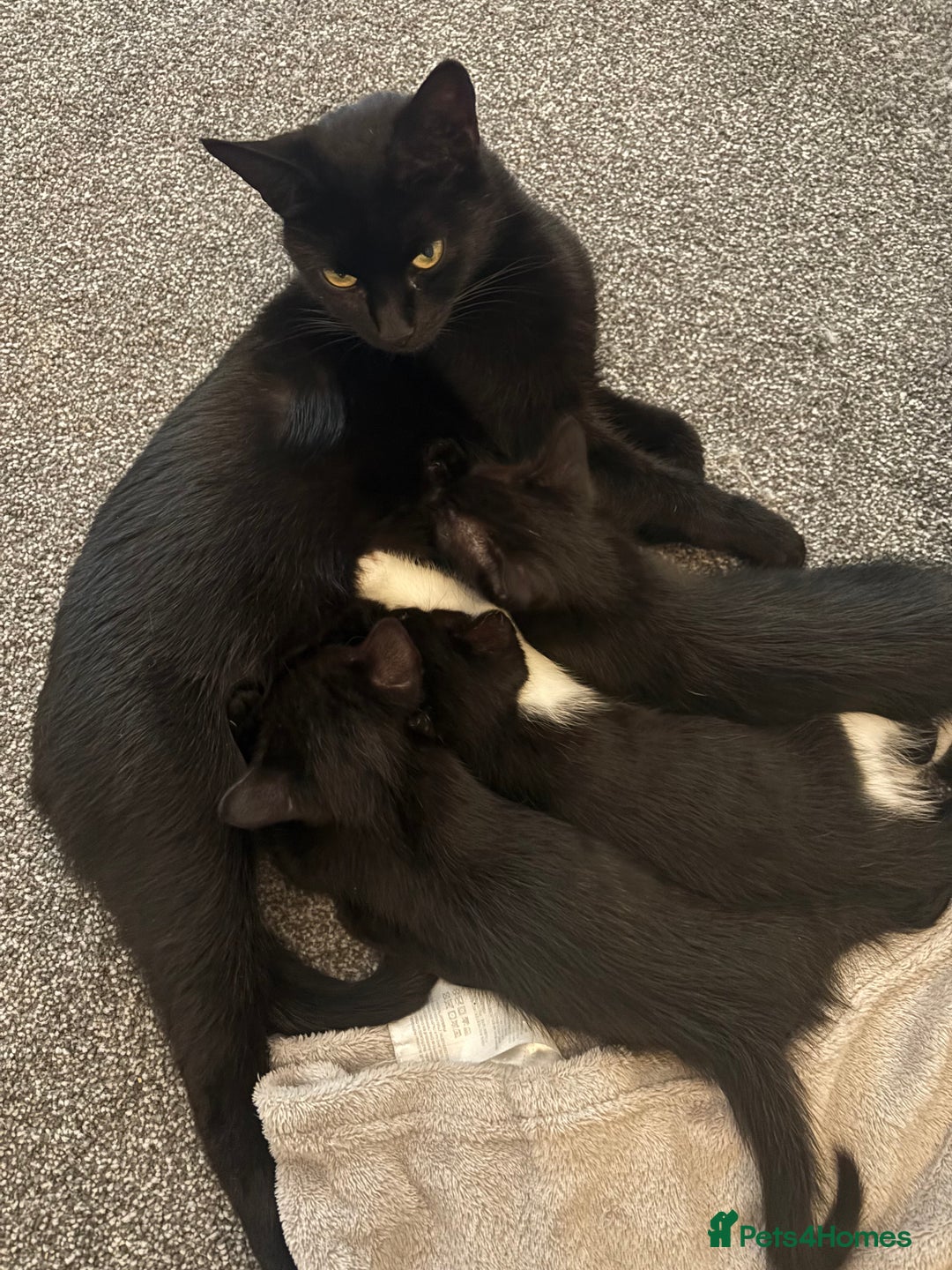 Mixed Breed cats for sale: Gorgeous black Siamese cross boy 🐾  - Advert 2