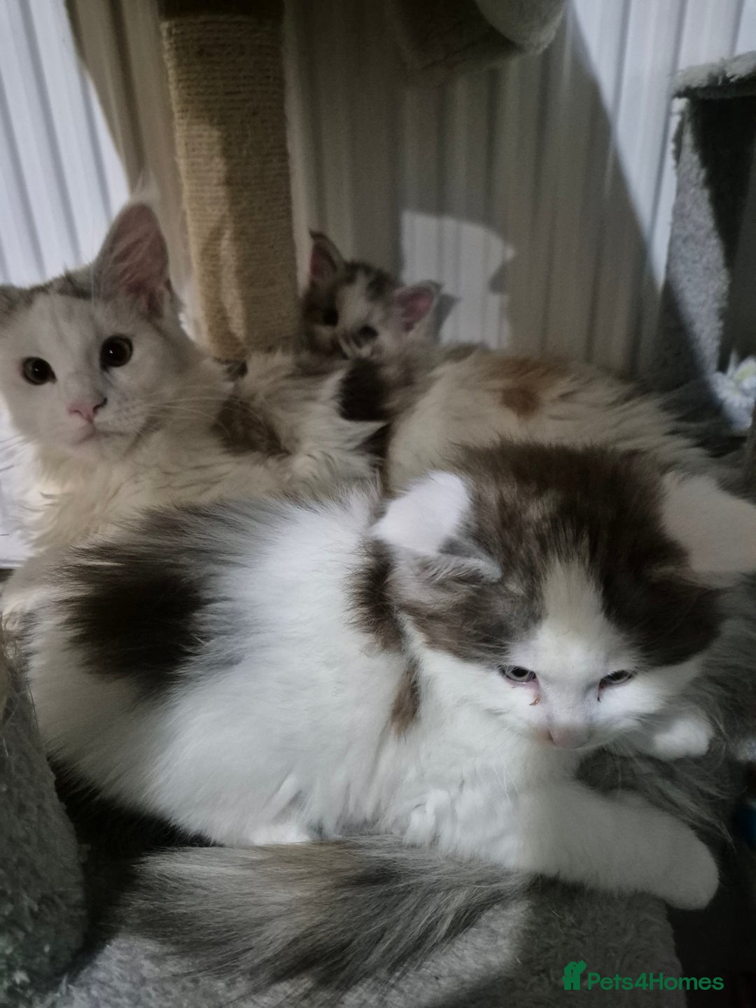 Maine Coon cats for sale: Maine coon kittens  - Advert 7