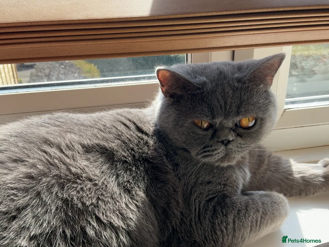 British Shorthair cats for sale: BSH name Lucy - Advert 2