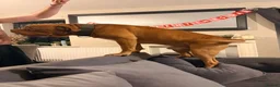 Mixed Breed dogs for sale: Presa cross dogue de Bordeaux  - Advert 15