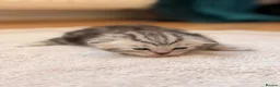 British Shorthair cats for sale: Beautiful British Shorthair Kittens🌸 - Advert 18