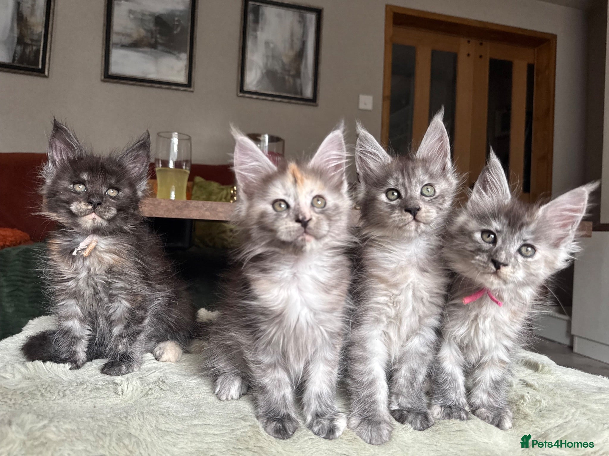 Maine Coon cats Stunning Mainecoon kittens  - Advert 1