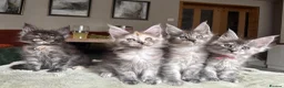 Maine Coon cats for sale: Stunning Mainecoon kittens  - Advert 1