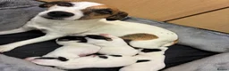 Jack Russell dogs for sale: Beautiful Jack Russel puppies for sale  - Advert 7