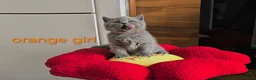 British Shorthair cats for sale: Blue British Shorthair kittens, GCCF registered in London - Advert 8