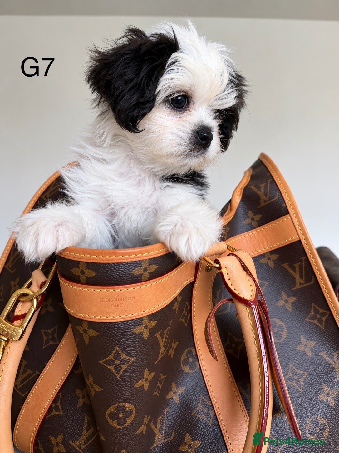 Cava Tzu dogs Teddy Cavatzus ! – Cavalier × Shih Tzu Puppies - Advert 1