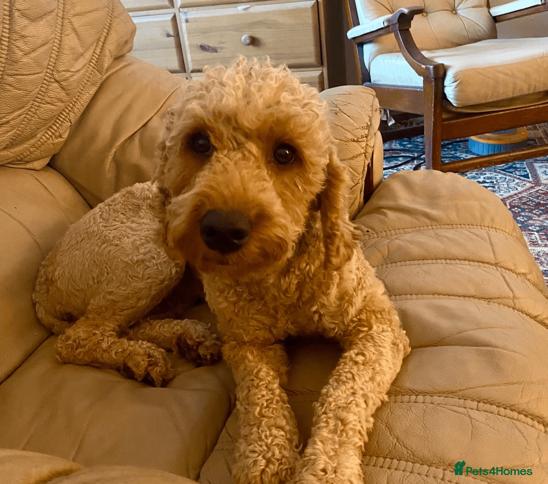 Cockapoo dogs 🐾 Beautiful Red Cockapoo Rosie – 16 Months Old - Advert 1