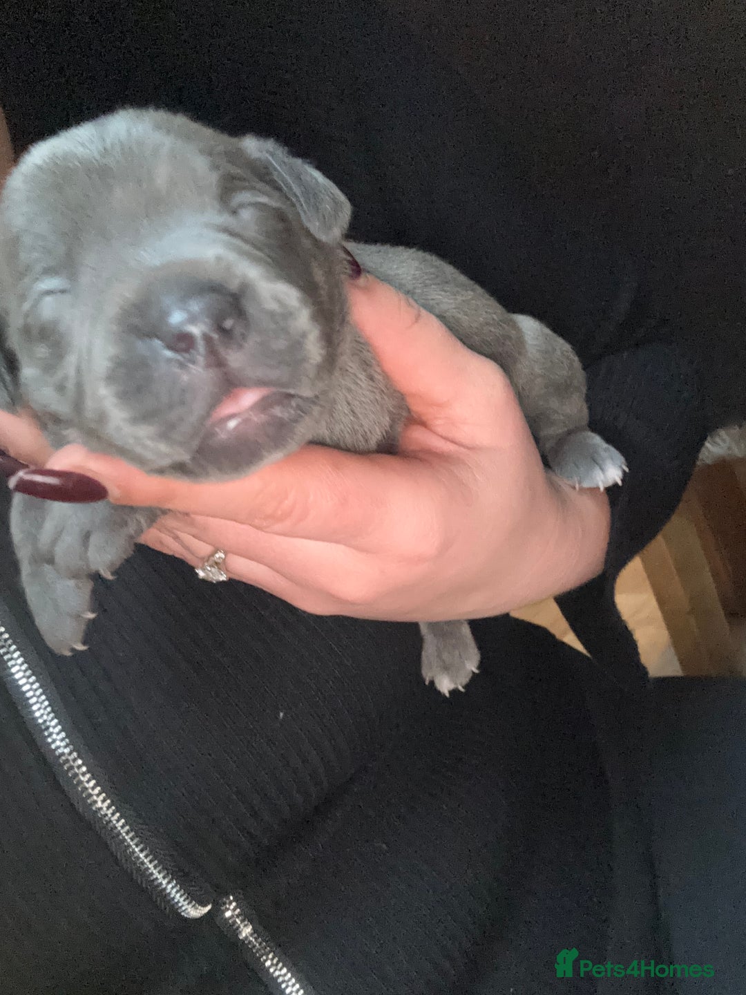 Staffordshire Bull Terrier dogs for sale: Gorgeous Staffordshire bull terrier puppies  - Advert 15