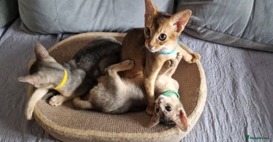 Abyssinian cats - Advert 5