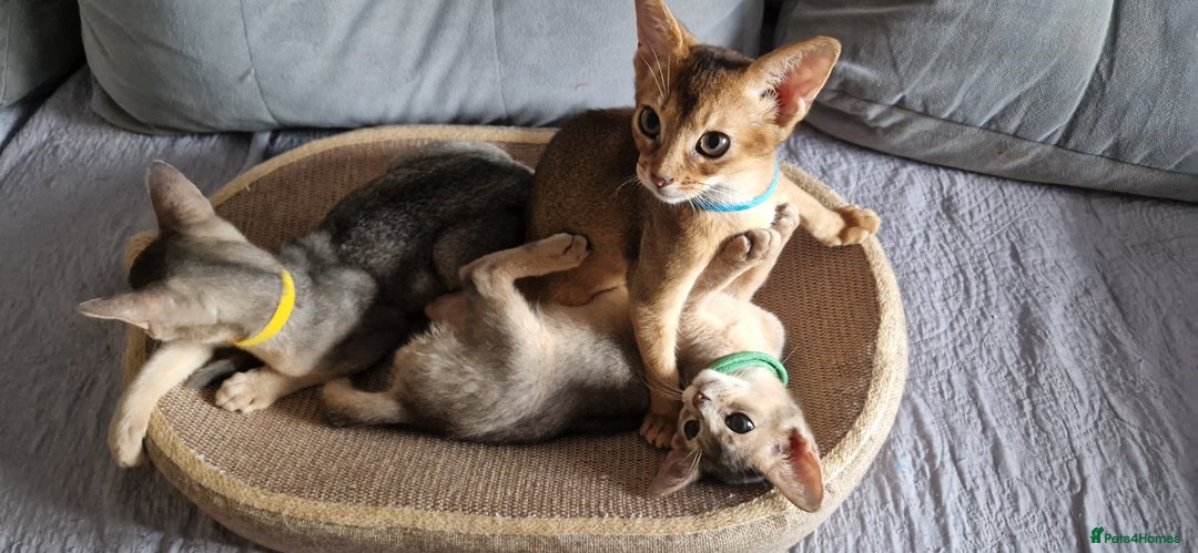 Abyssinian cats for sale: Pure Abyssinian kittens ❤️Ready to go 😍  - Image 5