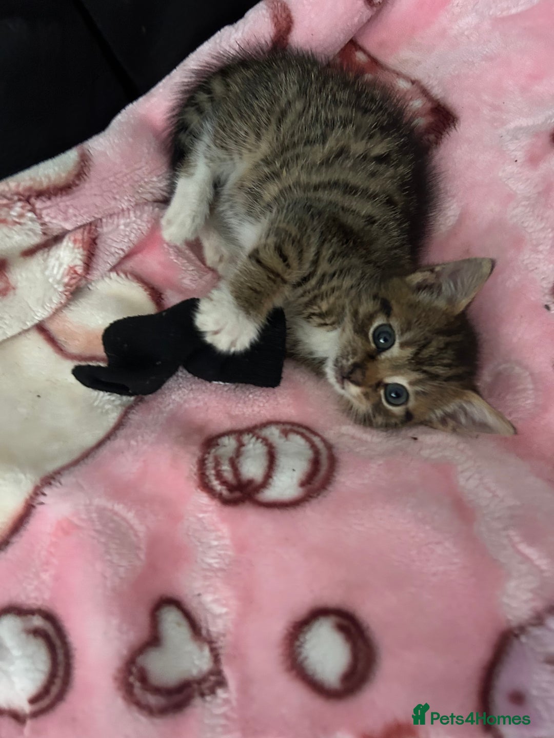 Mixed Breed cats for sale: Kittens amazing kittens  - Image 14