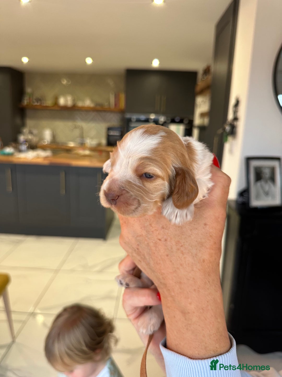 Cocker Spaniel dogs for sale: English show spaniels for sale - Image 6