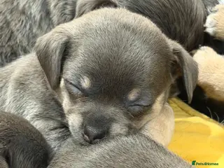 Chiweenie dogs Chihuahua / dash puppy’s - Advert 1