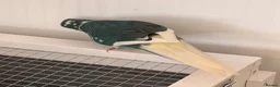 Parrots birds for sale: Bonded pair of kakarikis male and female  - Advert 5