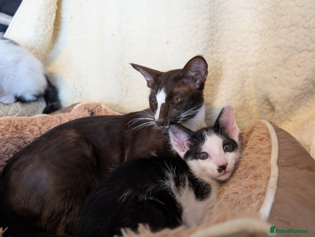 Oriental cats for sale: Orientals for sale  - Image 2