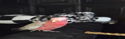 Cockatoo birds for sale: 4 month old tame Galah - Advert 2