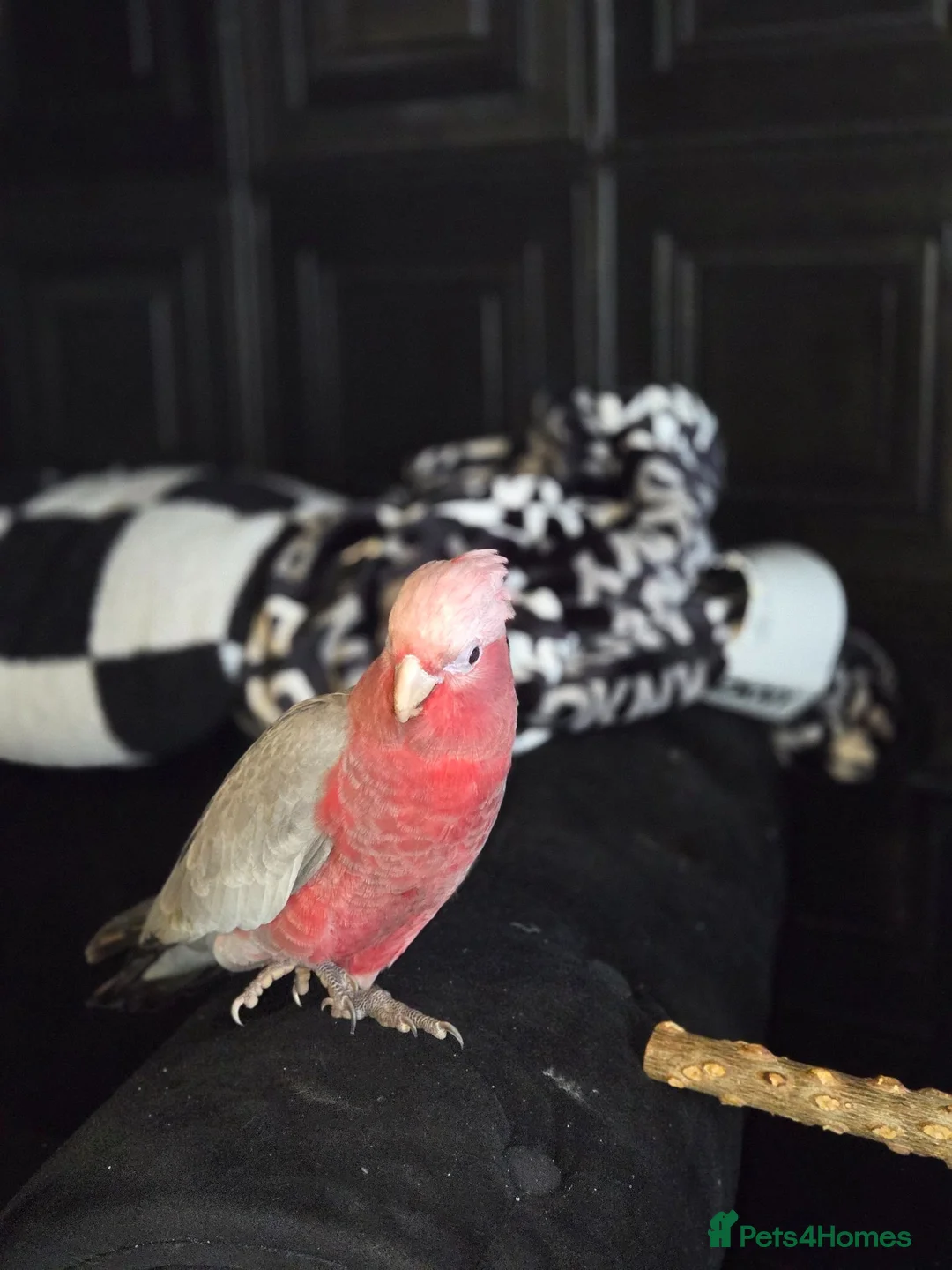 Cockatoo birds for sale: 4 month old tame Galah - Advert 2