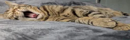 Bengal cats for sale: 1 year old Bengal boy - Advert 3