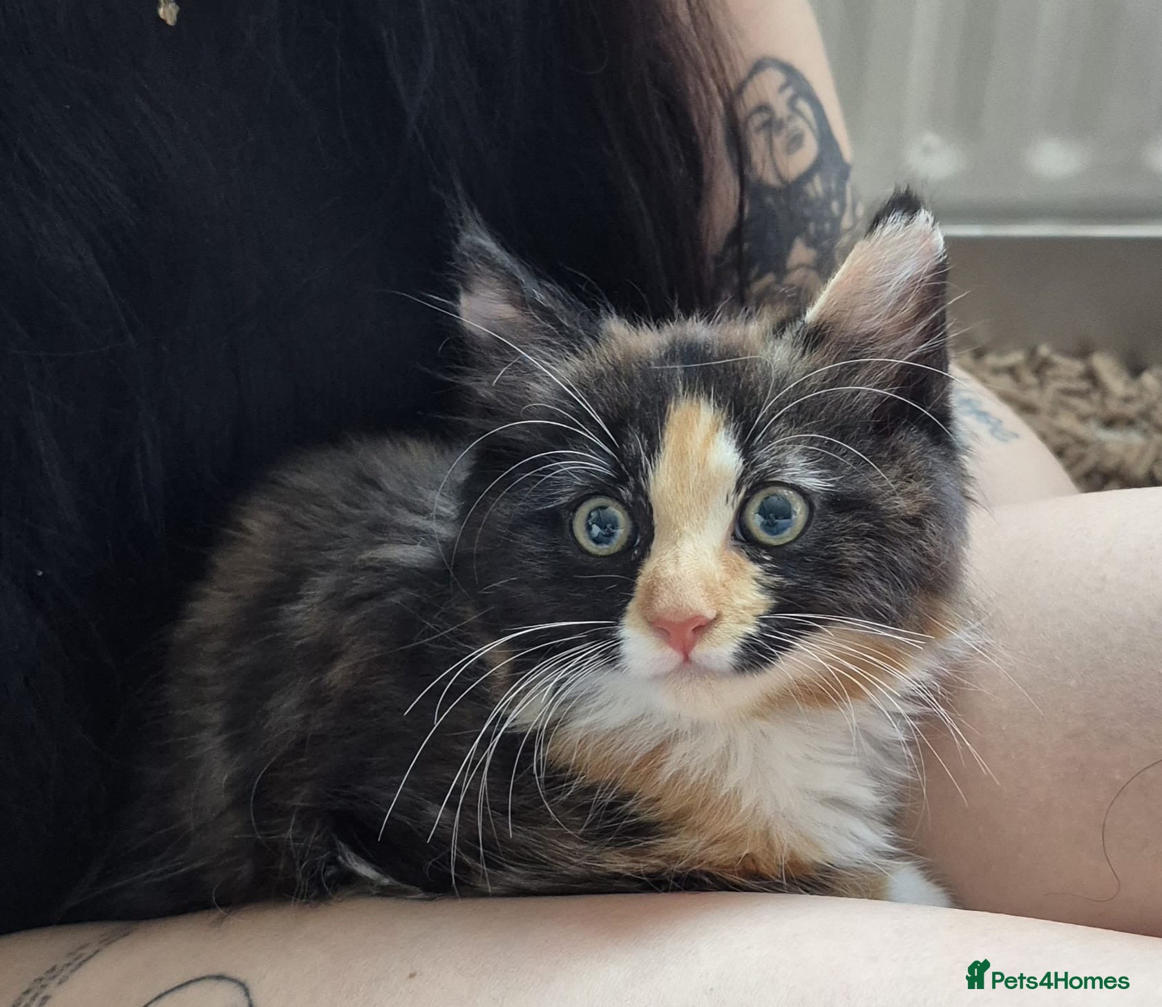Mixed Breed cats beautiful calico kitten for sale - Advert 15