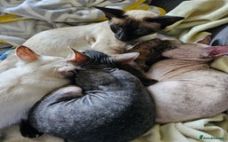 Siamese cats for sale: Beautiful Siamese x sphynx x kittens in Salisbury - Image 38
