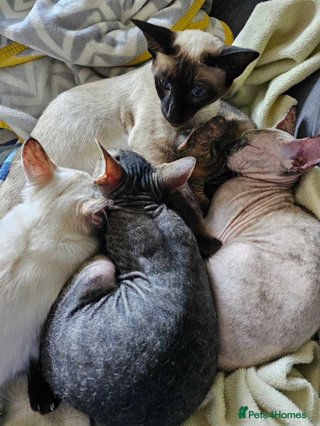 Siamese cats for sale: Beautiful Siamese x sphynx x kittens in Salisbury - Image 38