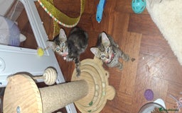 Mixed Breed cats for sale: Bsh mix bengal kittens - Image 1