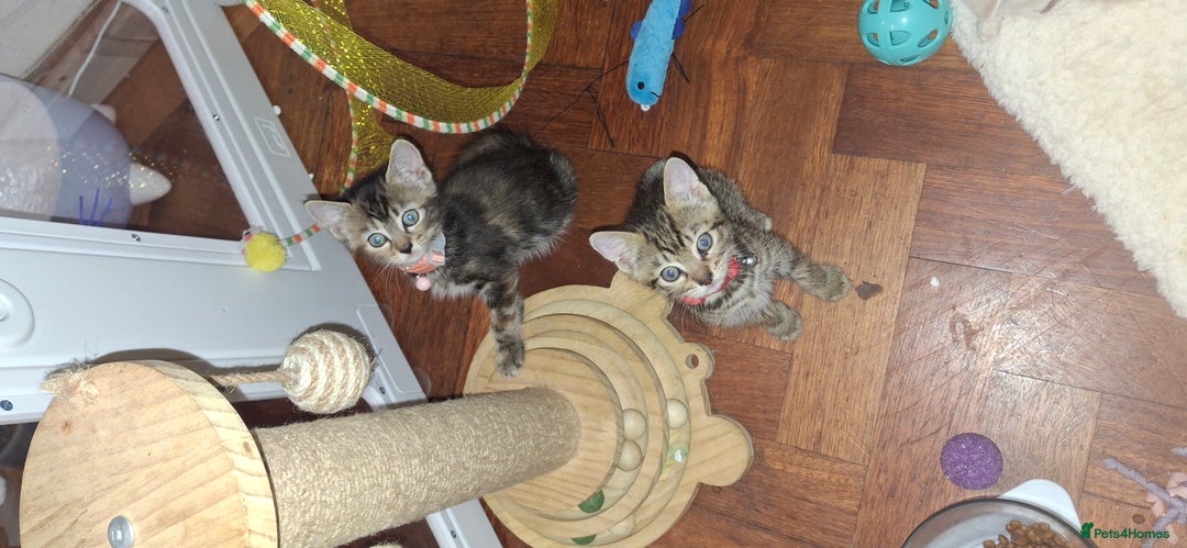 Mixed Breed cats for sale: Bsh mix bengal kittens - Image 1