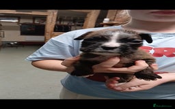 Boxer dogs for sale: Kc registered bob and tailed boxer puppies - Image 9