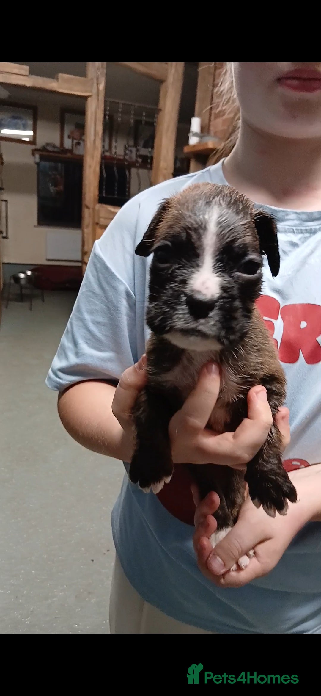 Boxer dogs for sale: Kc registered bob and tailed boxer puppies - Image 9