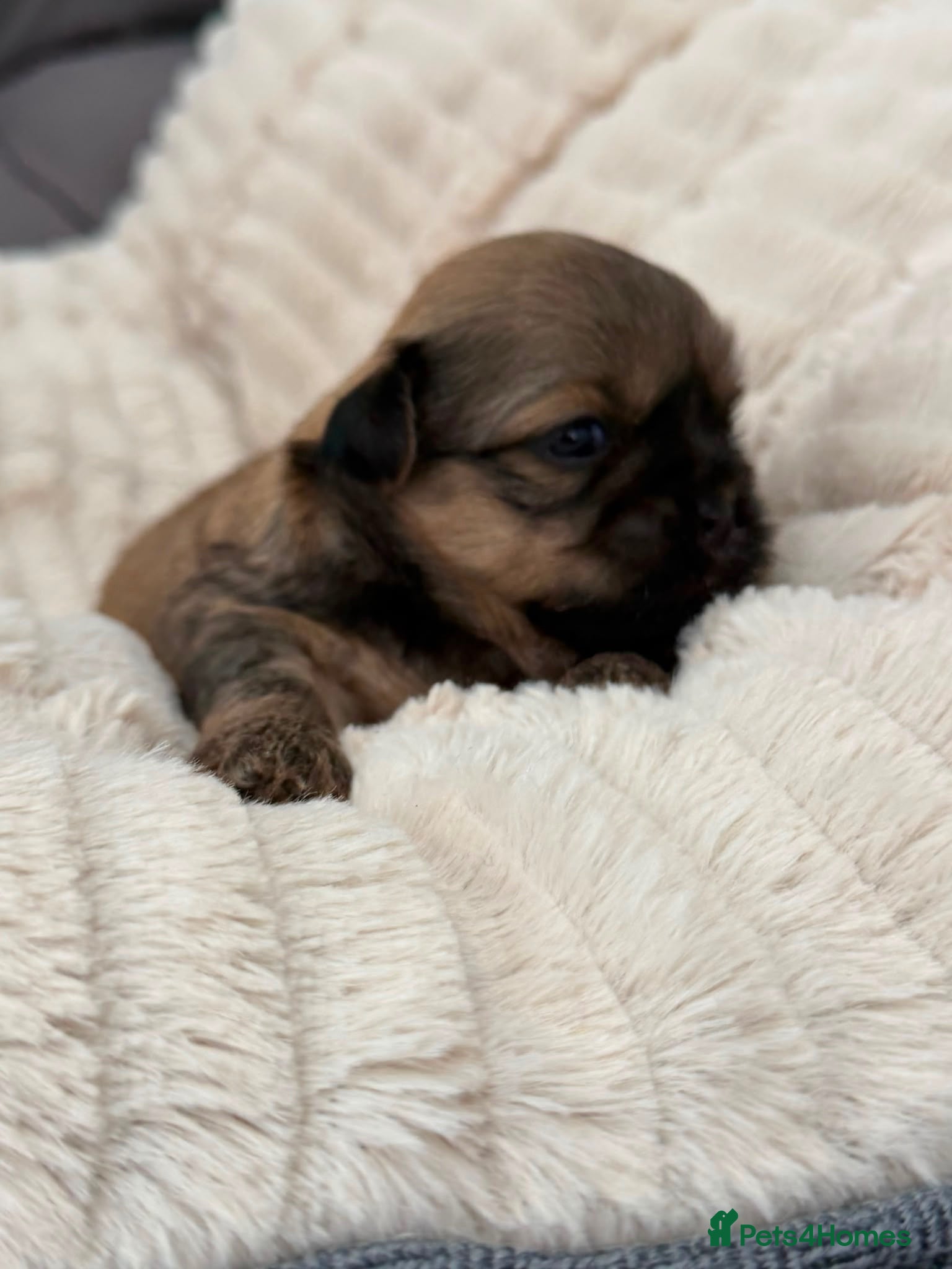 Shih Tzu dogs Shihtzu babies - Advert 17
