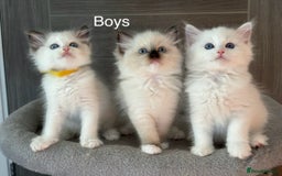 Ragdoll cats for sale: Attention🎈Rare Kitten  - Image 16
