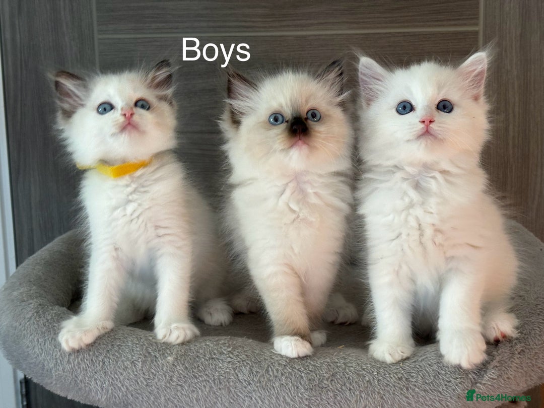 Ragdoll cats for sale: Attention🎈Rare Kitten  - Image 16
