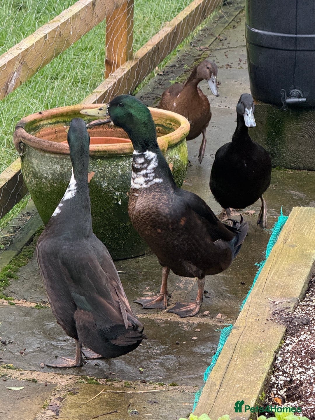 Ducks poultry for sale: Runner Ducks  - Advert 3