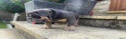 English Bulldog dogs for sale: English bulldogs blue tan fully suited boy & girl - Advert 10