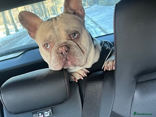 French Bulldog dogs French Bulldog Puppy’s - Advert 1