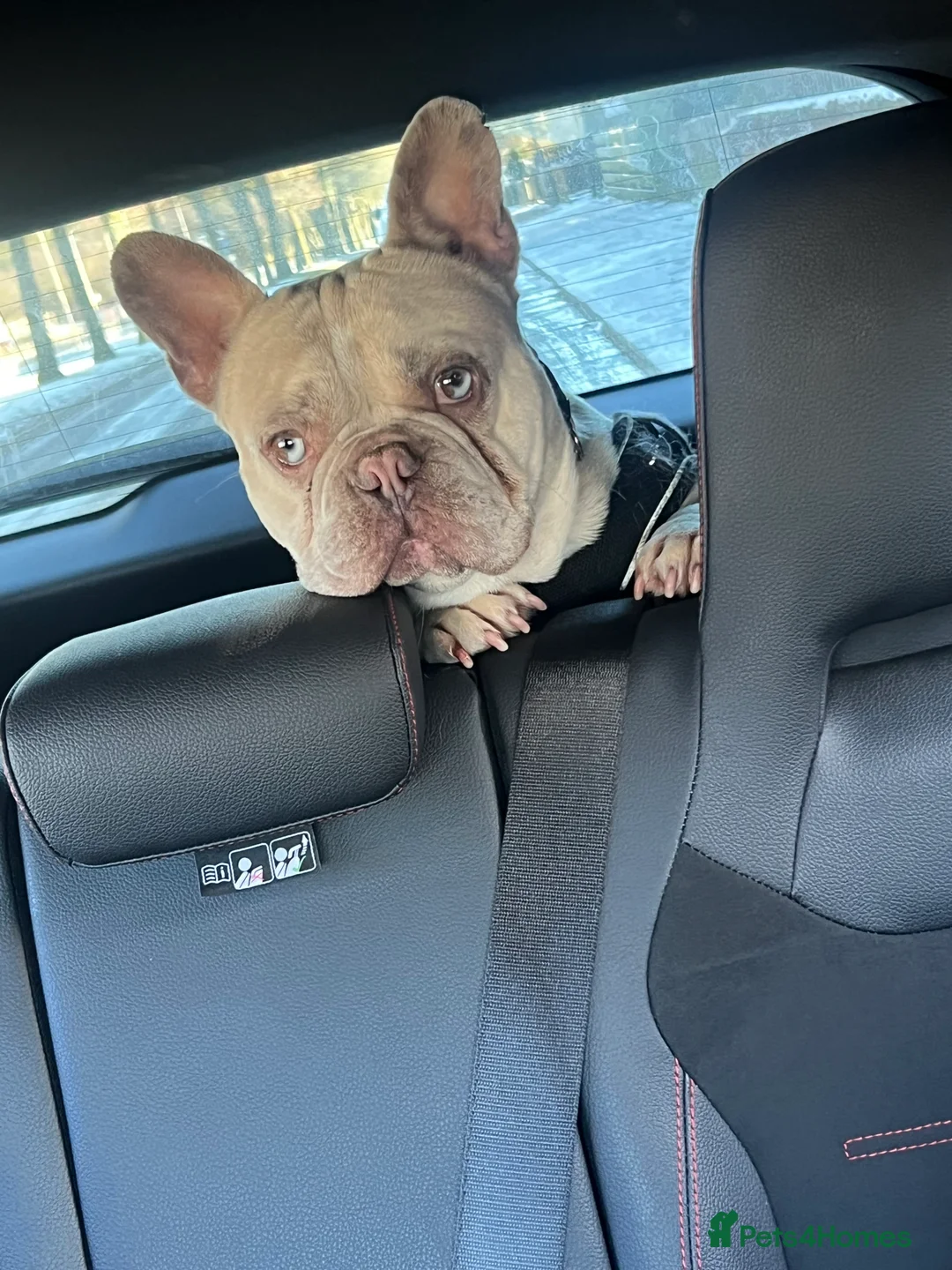 French Bulldog dogs for sale: 1 male French Bulldog Pup left  - Advert 19