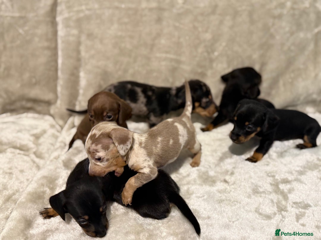 Miniature Dachshund dogs for sale: 🐾 Stunning Miniature Dachshund Puppies - Image 1