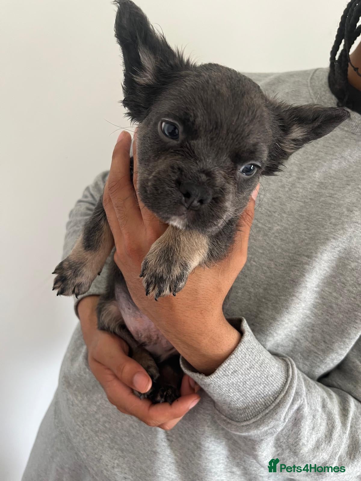 French Bulldog Puppy 3 fluffy