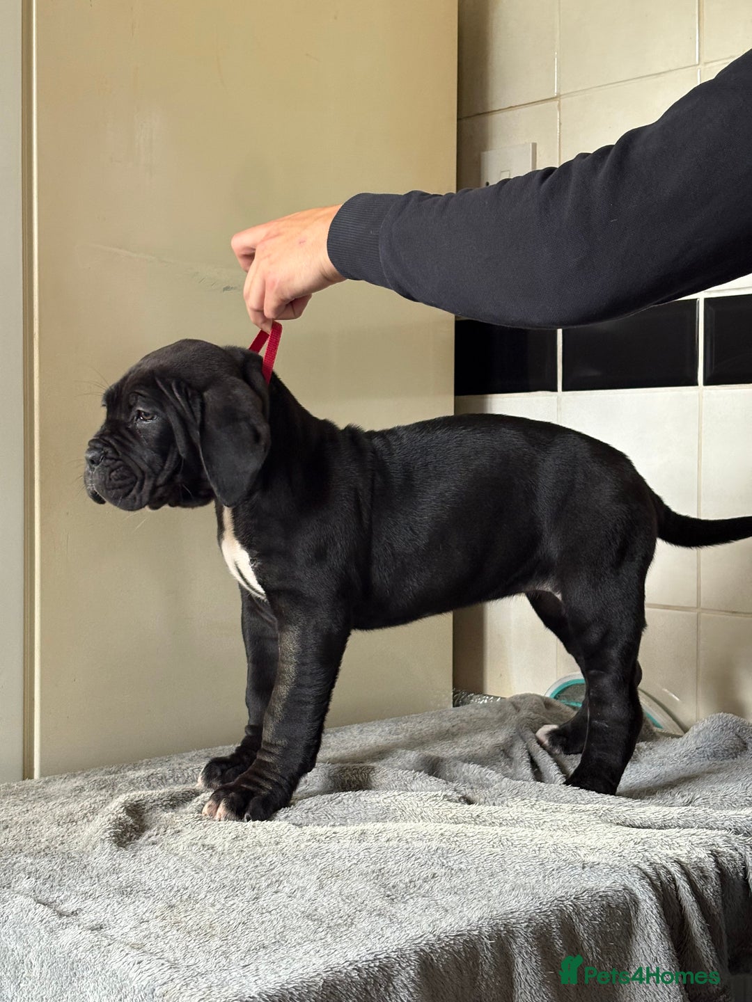 Cane Corso dogs for sale: *PRICE DROP* HUGE STUNNING FULL PEDIGREE FEMALES - Advert 22