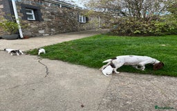 English Springer Spaniel dogs for sale: Springer spaniel puppies - Image 7