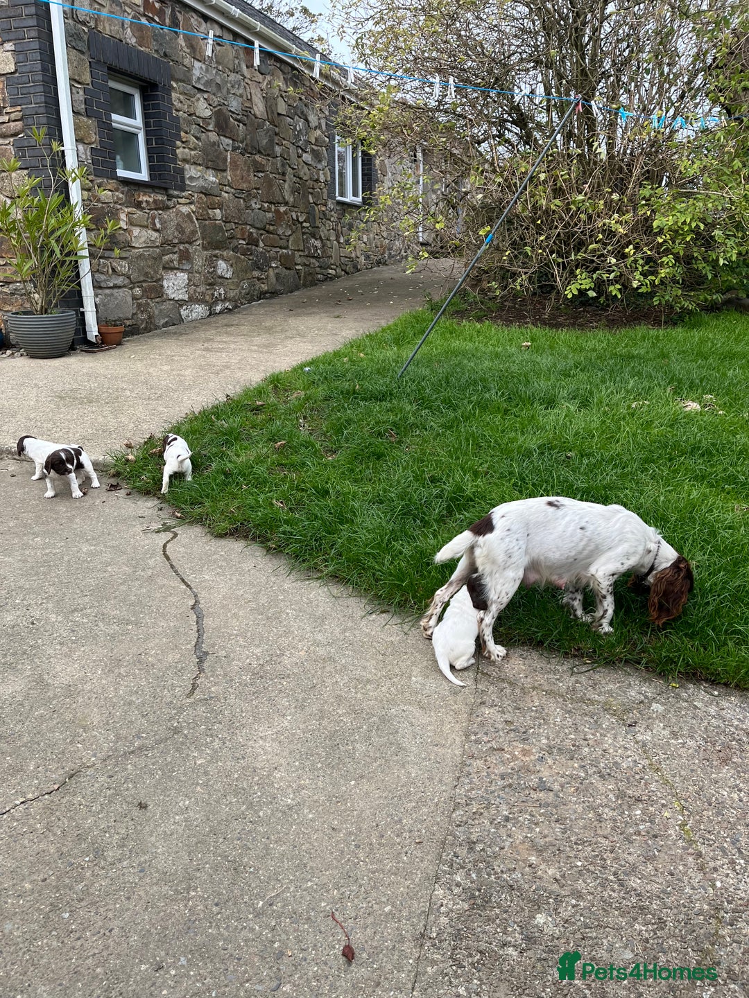English Springer Spaniel dogs for sale: Springer spaniel puppies - Image 7